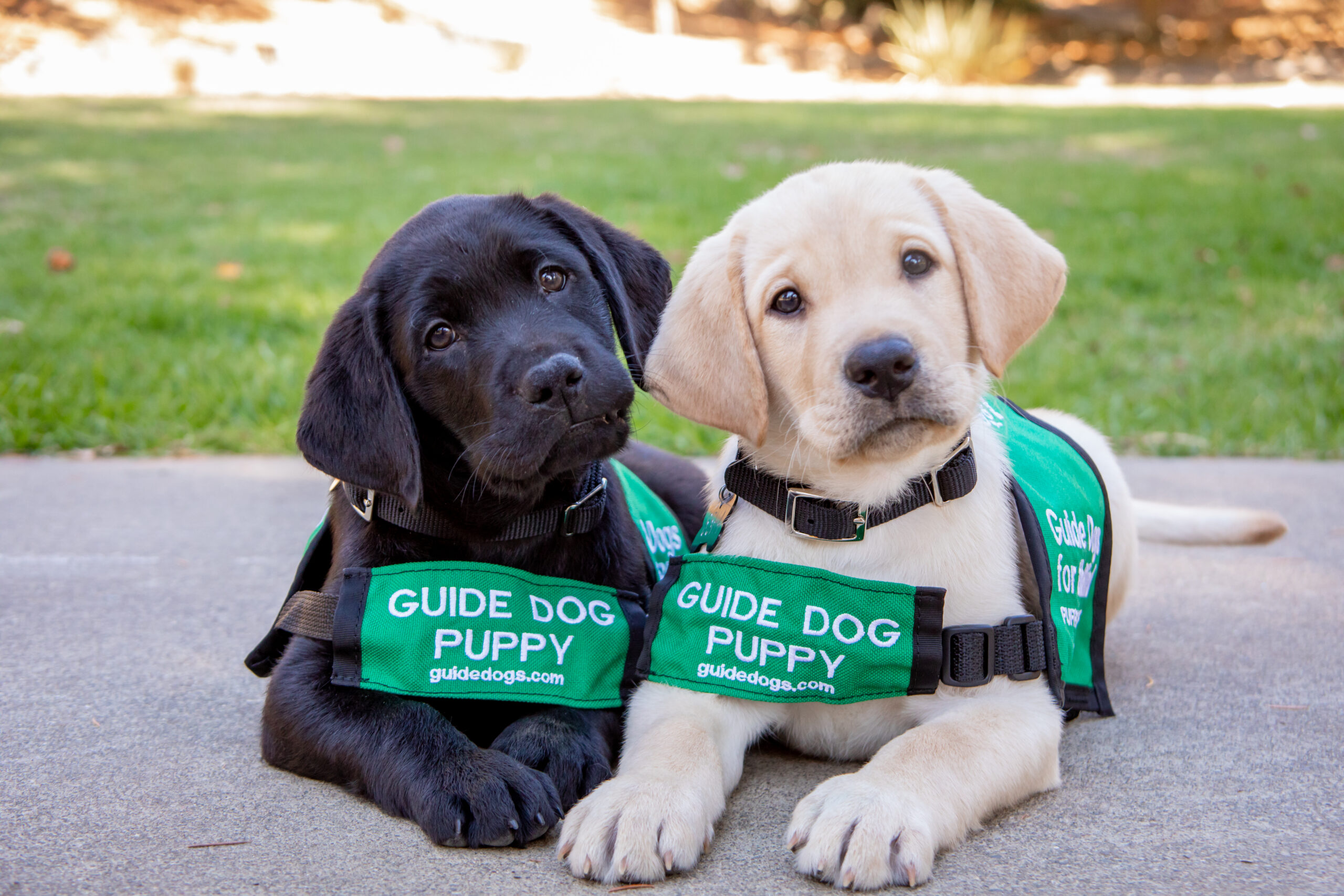 Meet the Puppies with Guide Dogs for the Blind