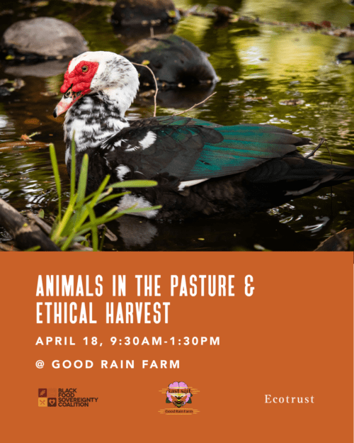 Animals in the Pasture & Ethical Harvest