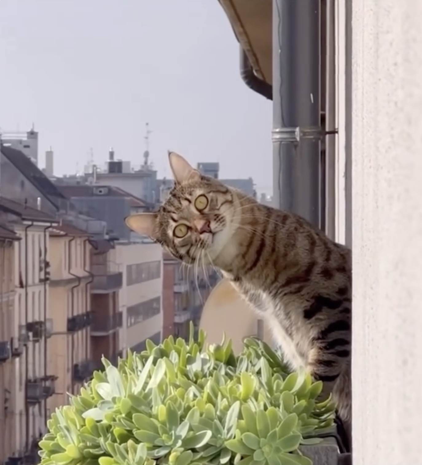 CatVideoFest 2026