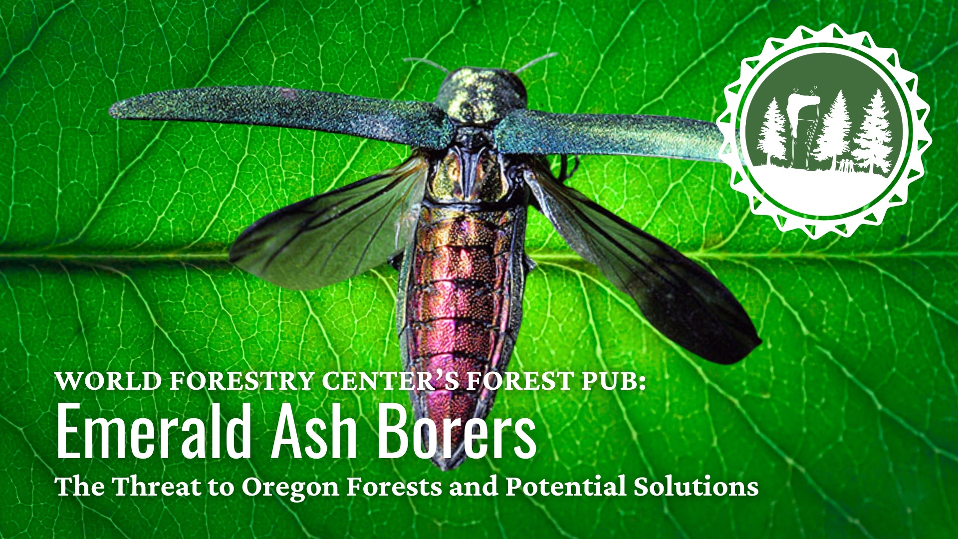 Forest Pub: Emerald Ash Borers