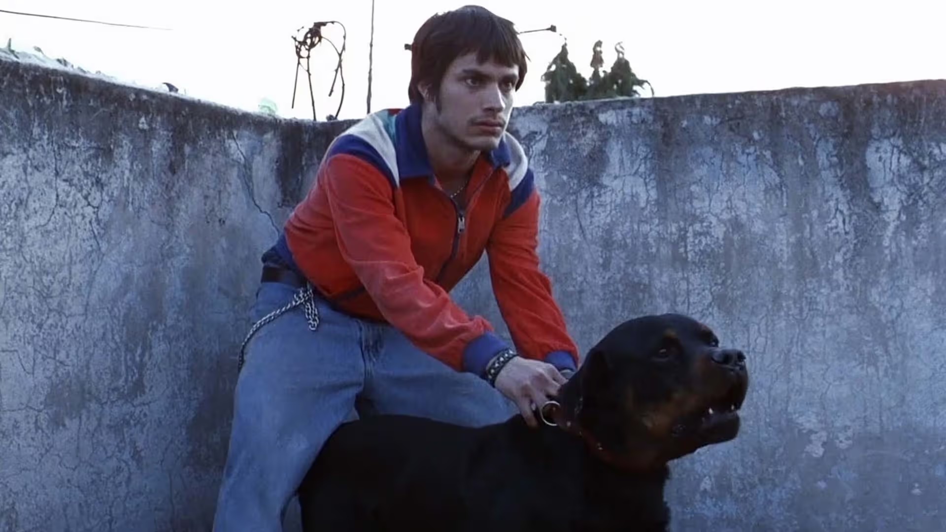 Amores Perros // Presented by MUBI