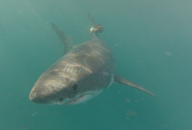Sharksploration with Big Fish LabShark Presentation & Dissection