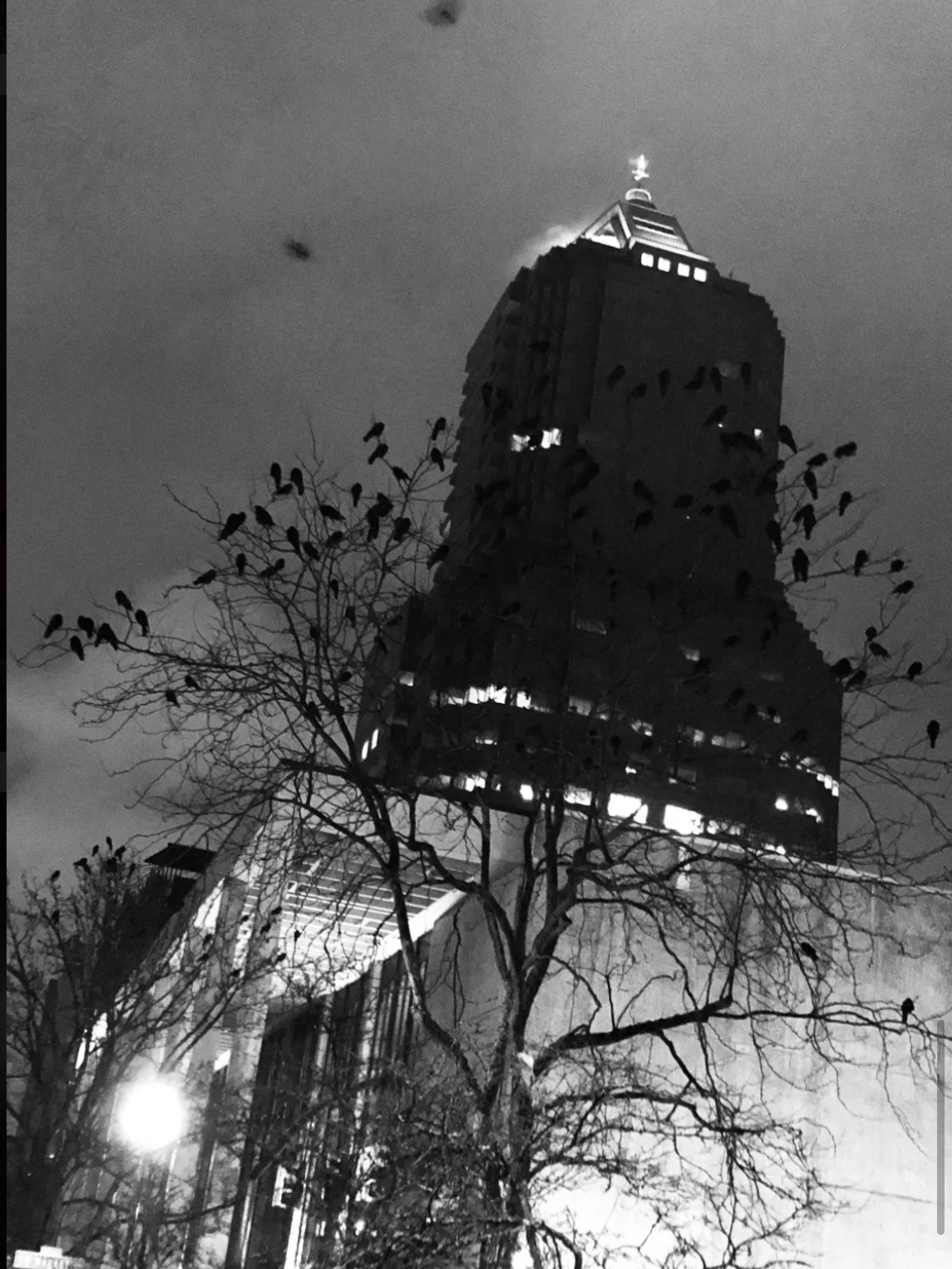 The crow ride and WildWood Crow ride (year 5 or this tradition). We ride to the winter roost following the path of Crows. Expect 40-70,000 Crows