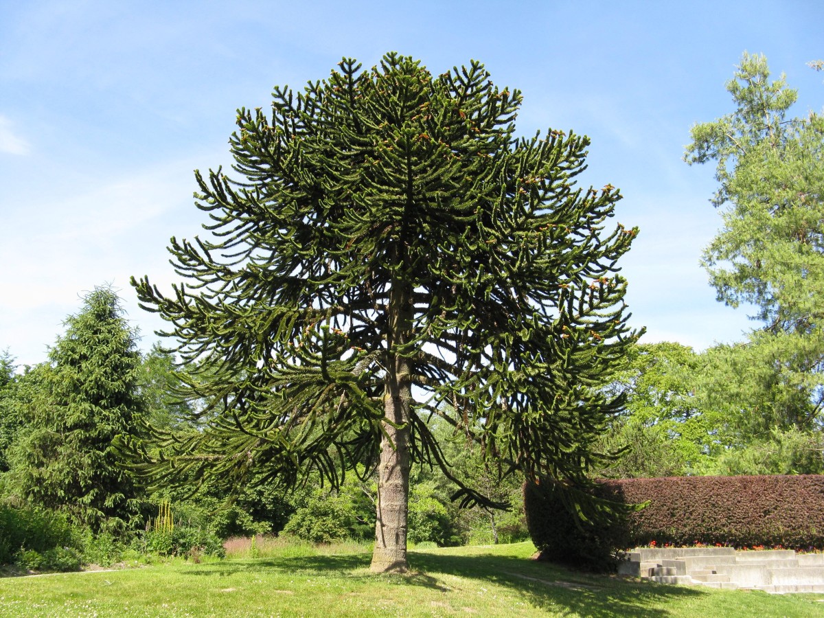 Monkey Puzzle Tree Safari + Silent Disco!