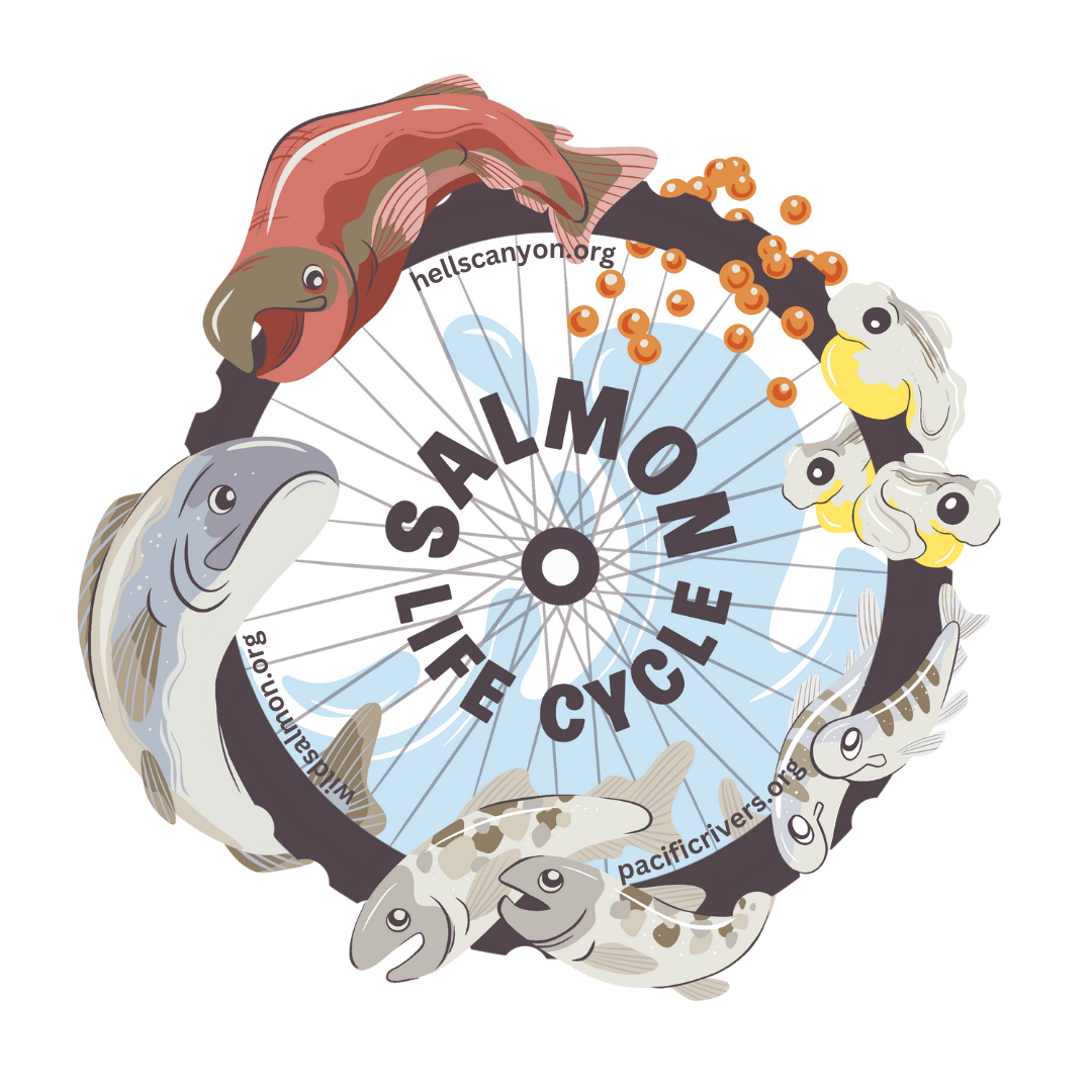 Salmon Life Cycle