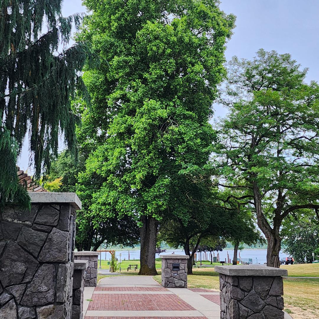 Vancouver Heritage Tree Bike Ride