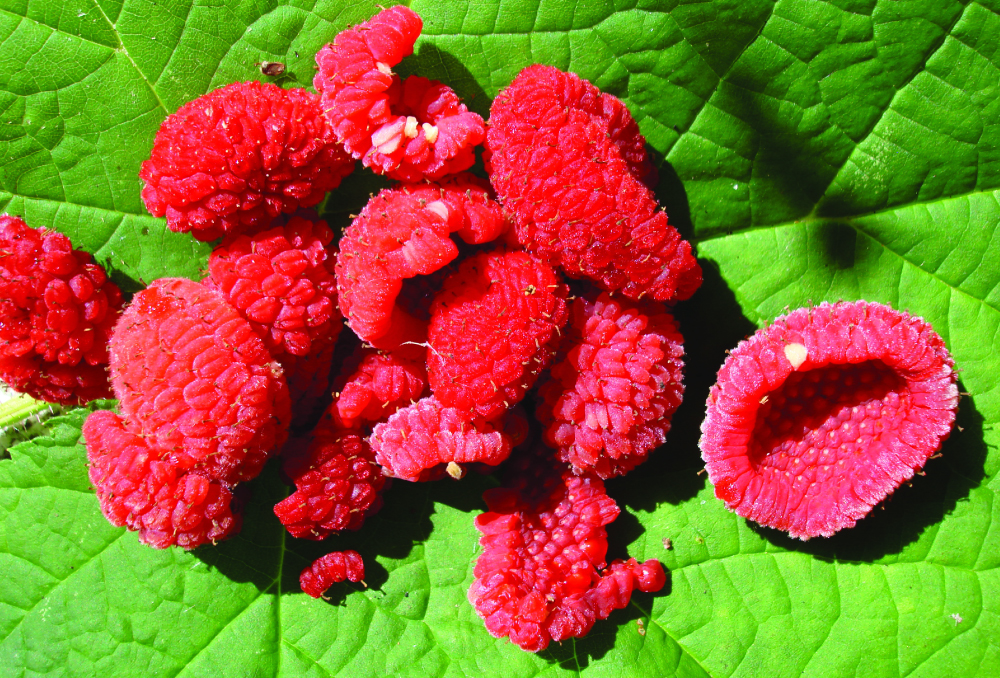 Native Plant Gardening