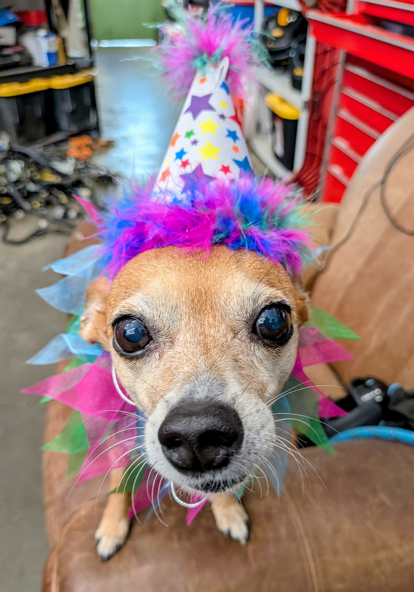 Maggie's Barkday Ride