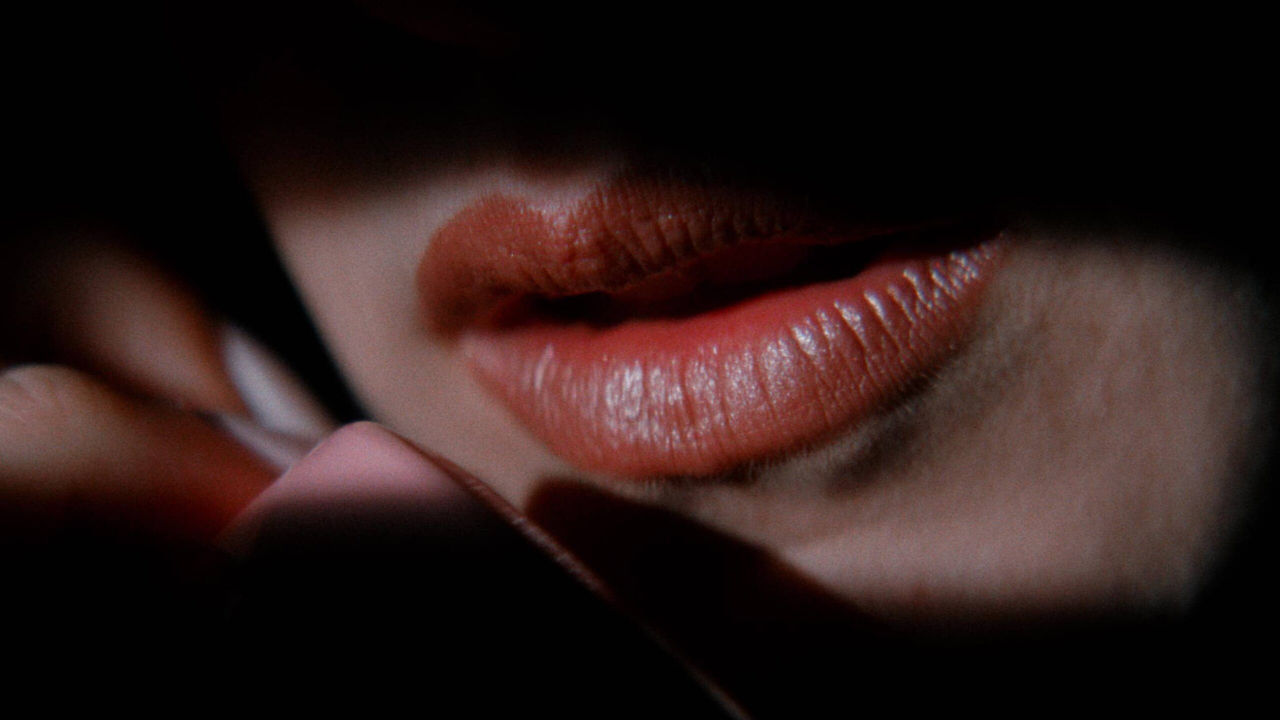 Lost Highway (1997) x Fresh Cut Flowers