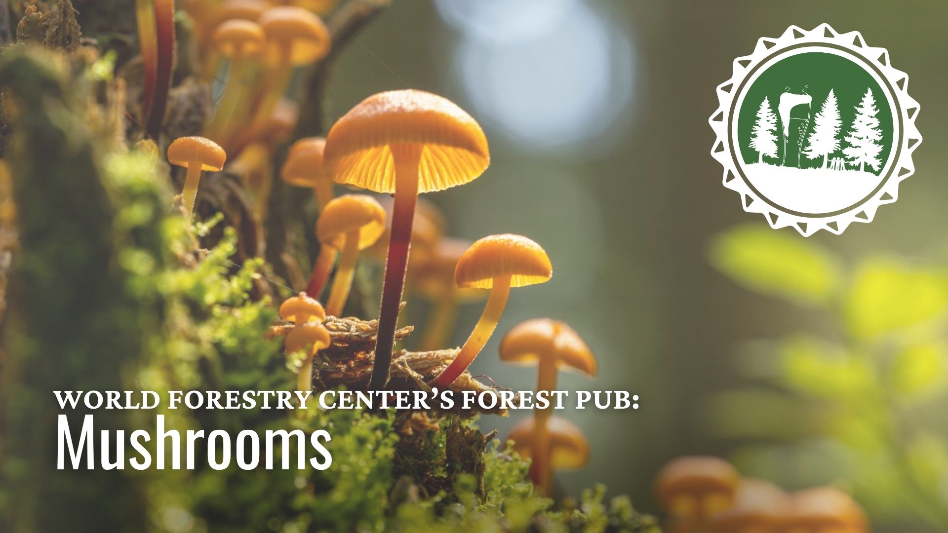 Forest Pub: Mushrooms