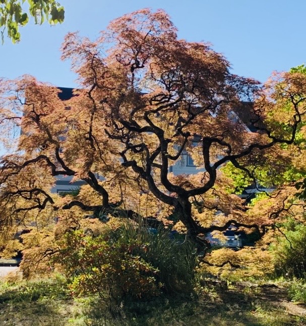 SE Trees Ride